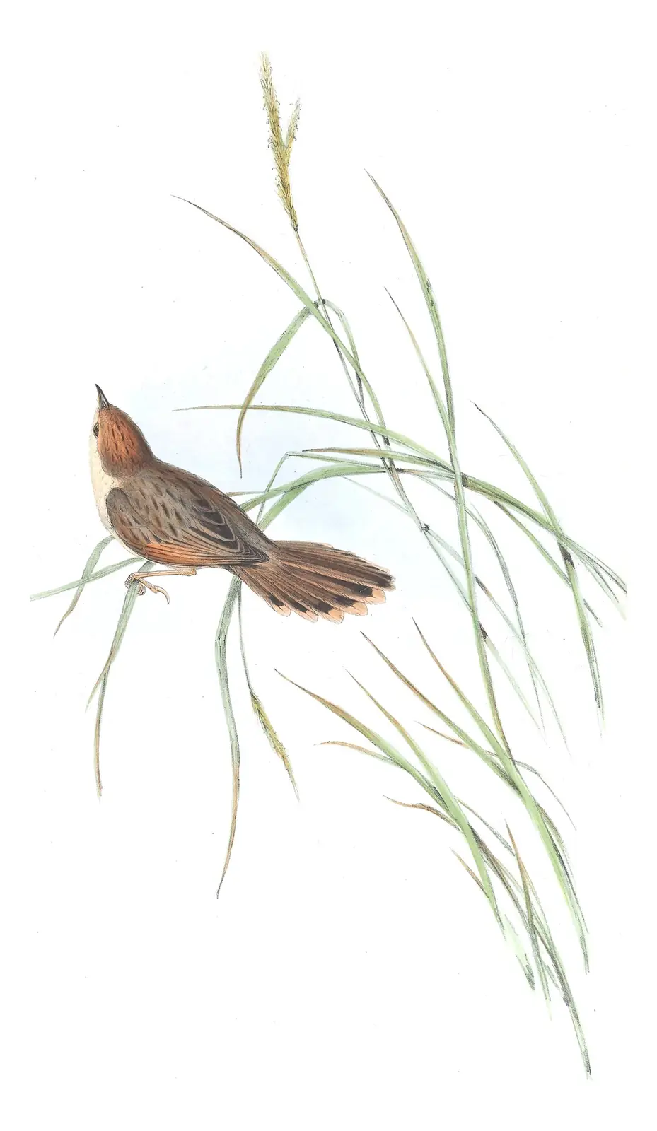 Volume III, plate 41 of Gould's The Birds of Australia: Rattling Cisticola (Cisticola chiniana)