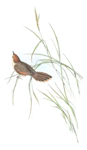 Volume III, plate 41 of Gould's The Birds of Australia: Rattling Cisticola (Cisticola chiniana)