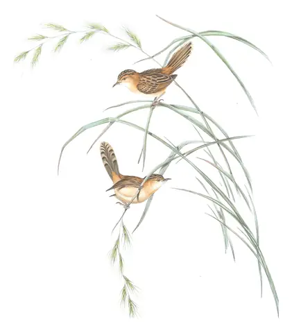 Volume III, plate 42 of Gould's The Birds of Australia: Golden-headed Cisticola (Cisticola exilis)