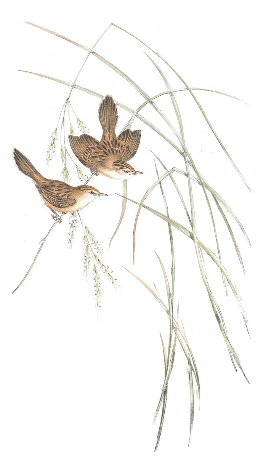 Volume III, plate 43 of Gould's The Birds of Australia: Golden-headed Cisticola (Cisticola exilis)