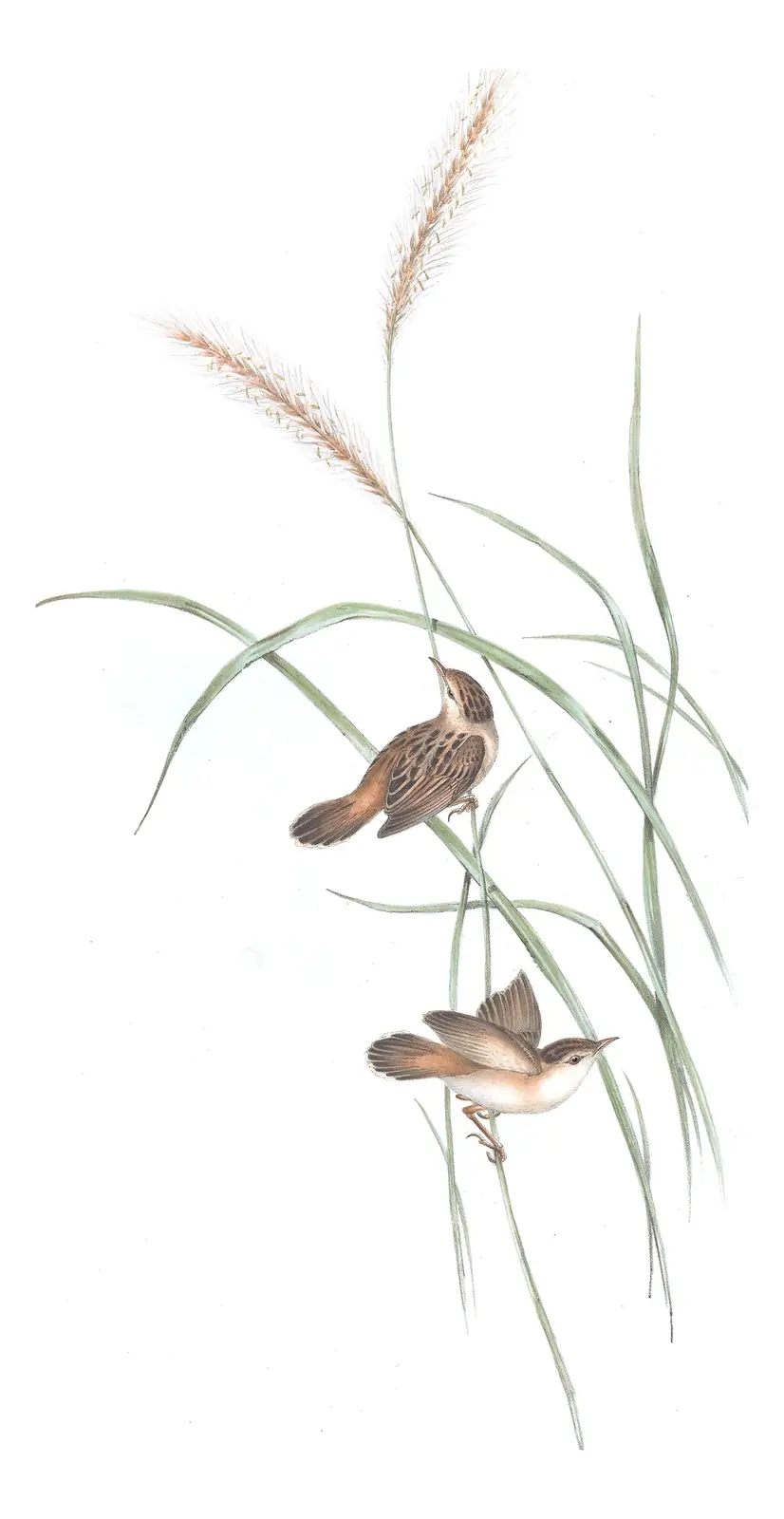 Volume III, plate 44 of Gould's The Birds of Australia: Golden-headed Cisticola (Cisticola exilis)