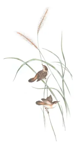 Volume III, plate 44 of Gould's The Birds of Australia: Golden-headed Cisticola (Cisticola exilis)