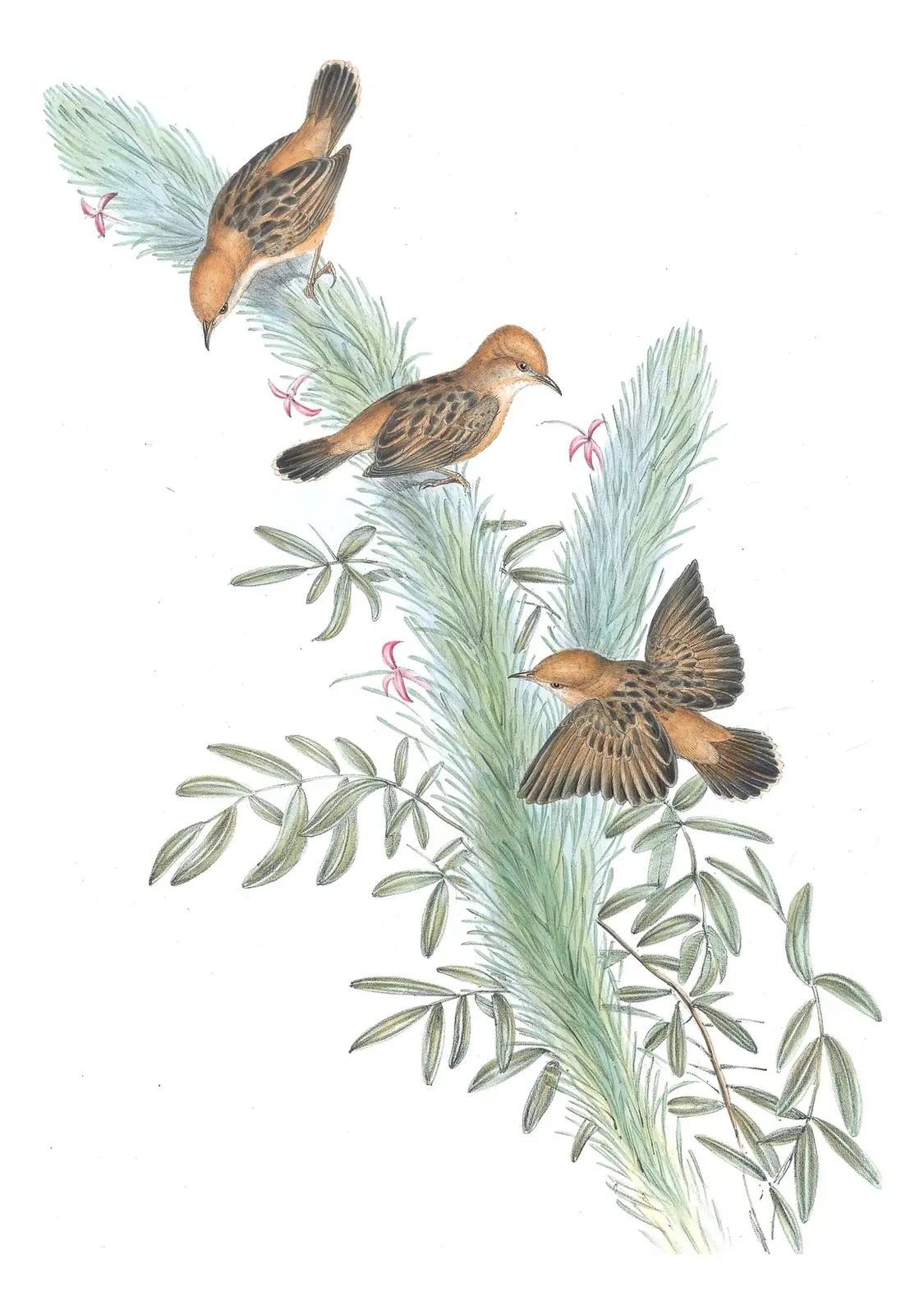Volume III, plate 45 of Gould's The Birds of Australia: Golden-headed Cisticola (Cisticola exilis)