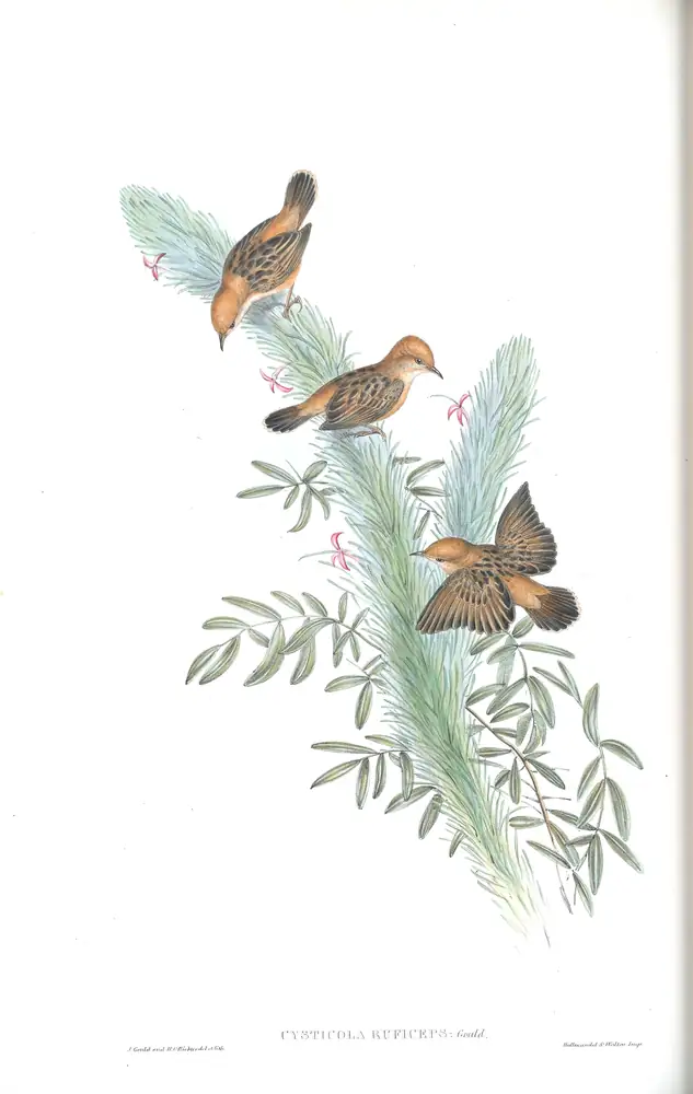 The whole sheet of volume III, plate 45, with its engraved caption