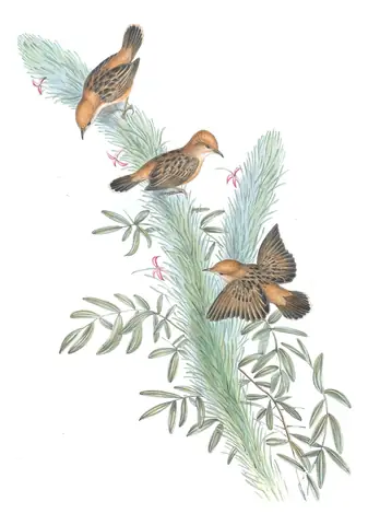 Volume III, plate 45 of Gould's The Birds of Australia: Golden-headed Cisticola (Cisticola exilis)