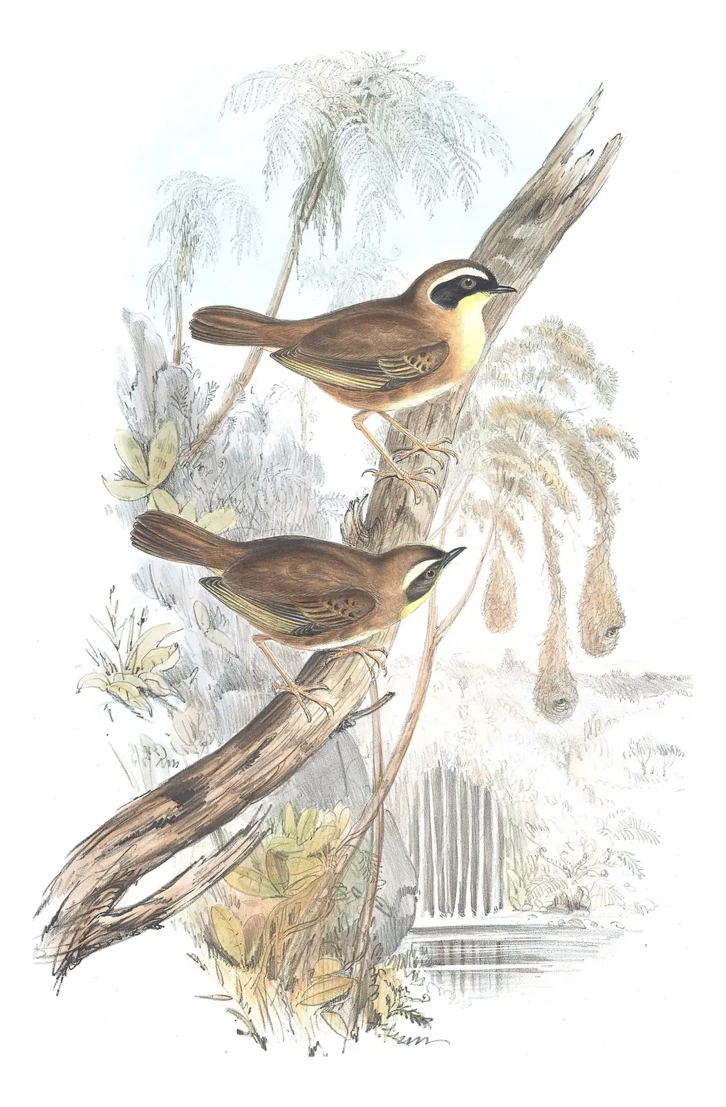 Volume III, plate 46 of Gould's The Birds of Australia: Yellow-throated Scrubwren (Neosericornis citreogularis)