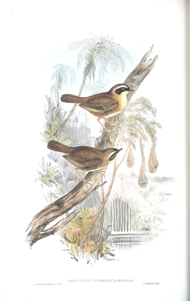 The whole sheet of volume III, plate 46, with its engraved caption