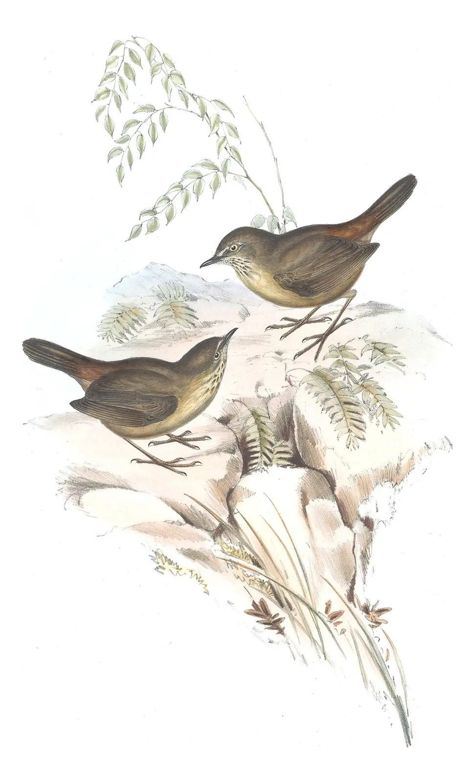 Volume III, plate 47 of Gould's The Birds of Australia: Tasmanian Scrubwren (Sericornis humilis)