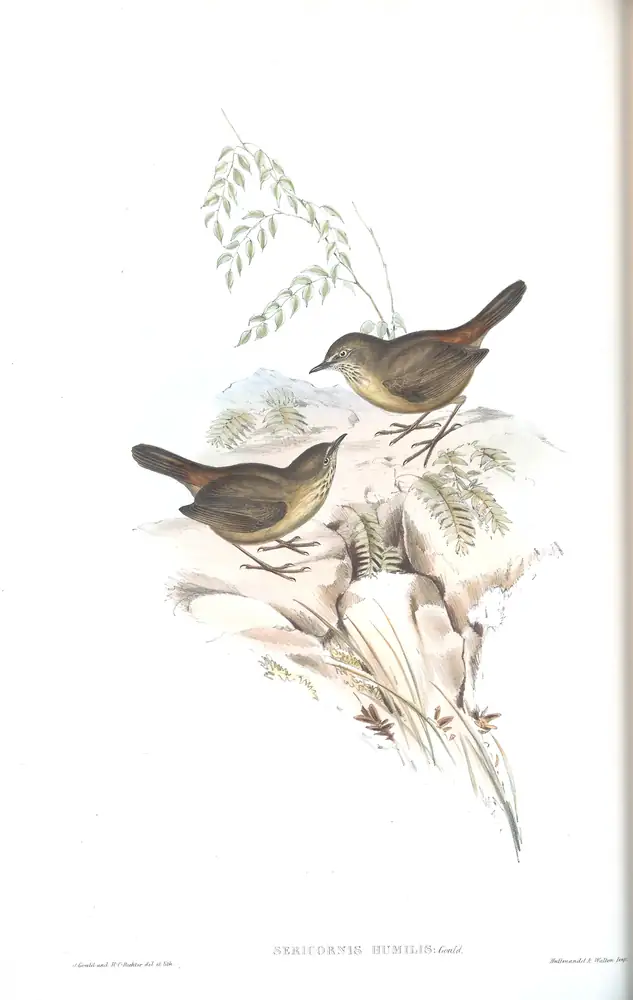 The whole sheet of volume III, plate 47, with its engraved caption
