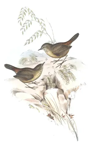 Volume III, plate 47 of Gould's The Birds of Australia: Tasmanian Scrubwren (Sericornis humilis)