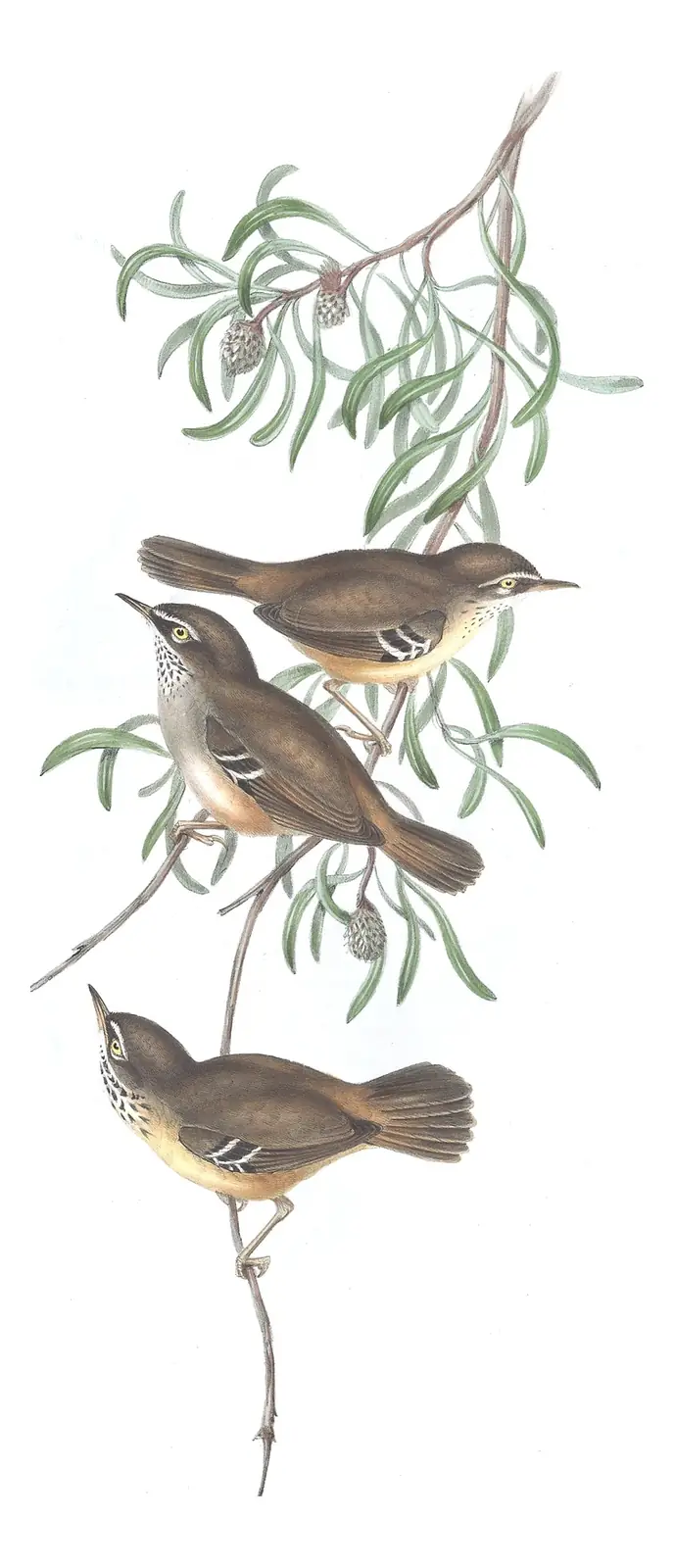 Volume III, plate 48 of Gould's The Birds of Australia: White-browed Scrubwren (Sericornis frontalis)