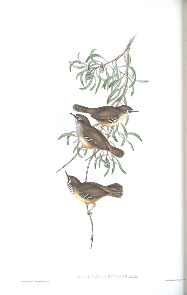 The whole sheet of volume III, plate 48, with its engraved caption