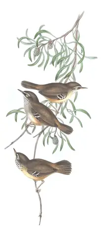 Volume III, plate 48 of Gould's The Birds of Australia: White-browed Scrubwren (Sericornis frontalis)