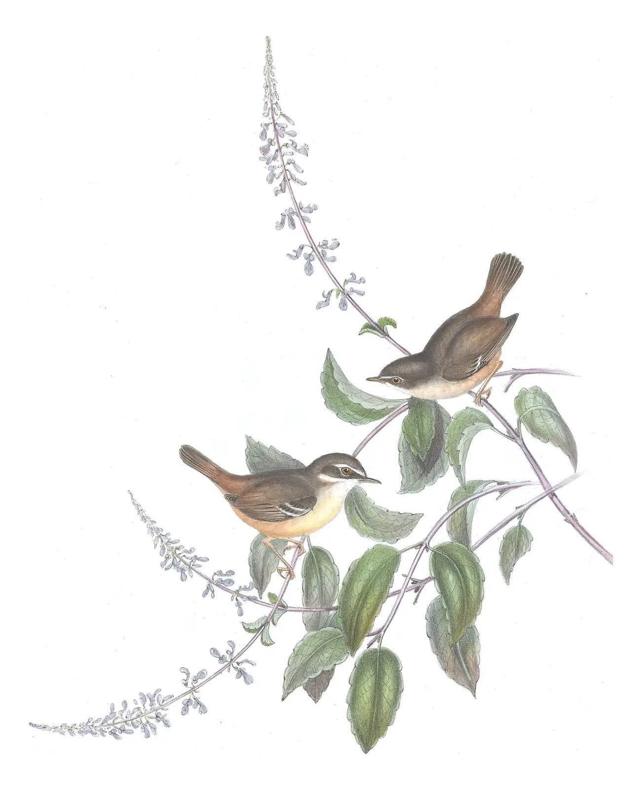 Volume III, plate 49 of Gould's The Birds of Australia: White-browed Scrubwren (Sericornis frontalis)