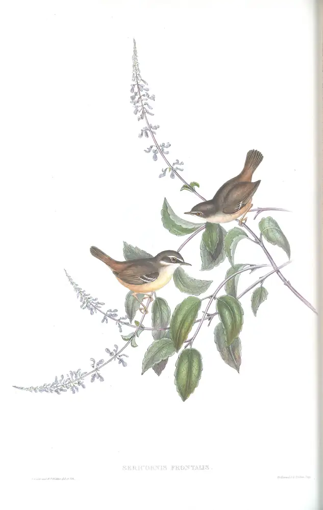 The whole sheet of volume III, plate 49, with its engraved caption