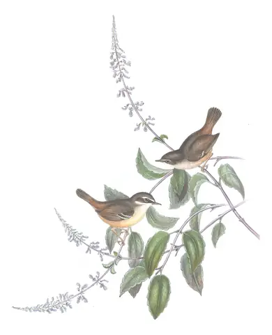 Volume III, plate 49 of Gould's The Birds of Australia: White-browed Scrubwren (Sericornis frontalis)