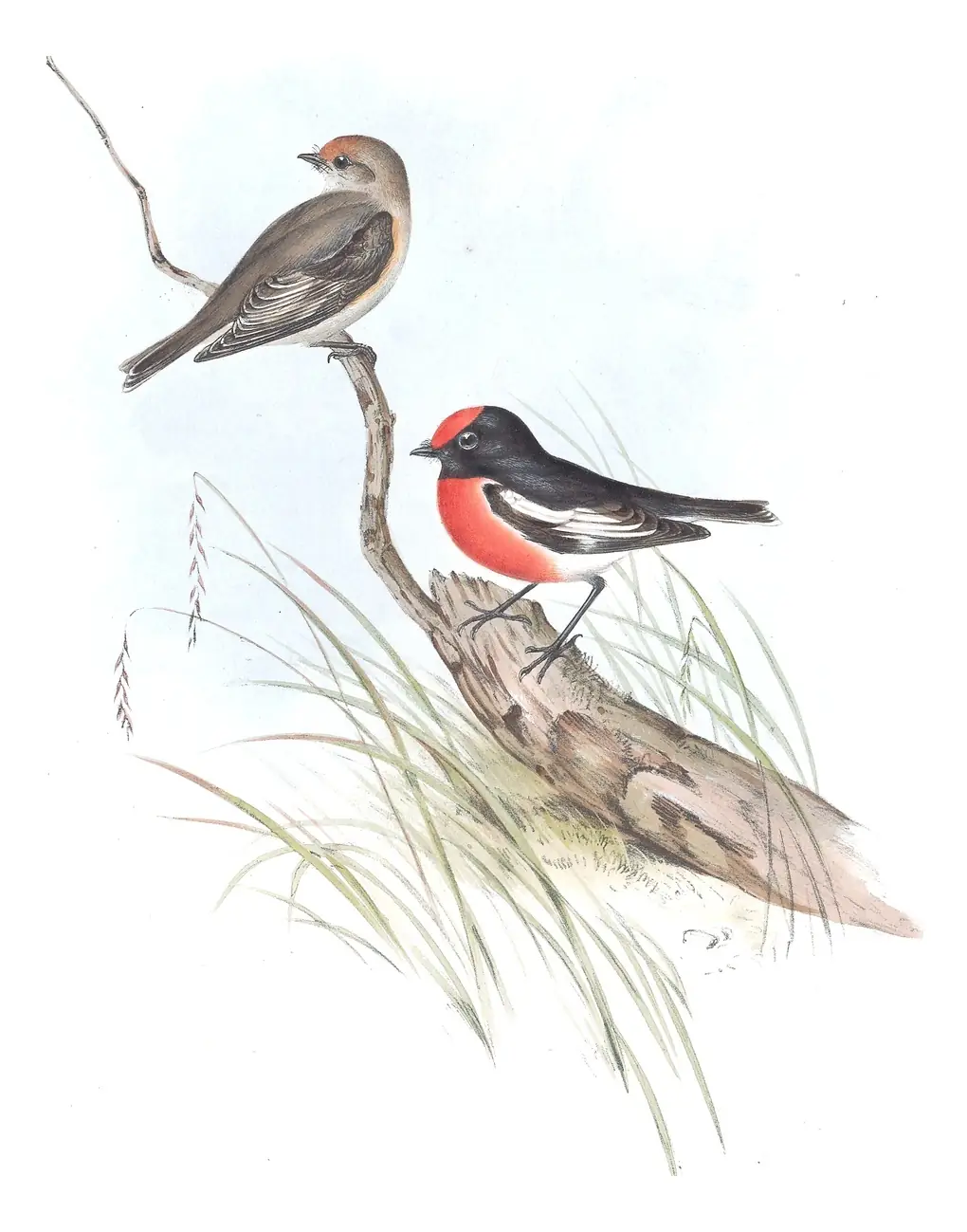 Volume III, plate 5 of Gould's The Birds of Australia: Red-capped Robin (Petroica goodenovii)