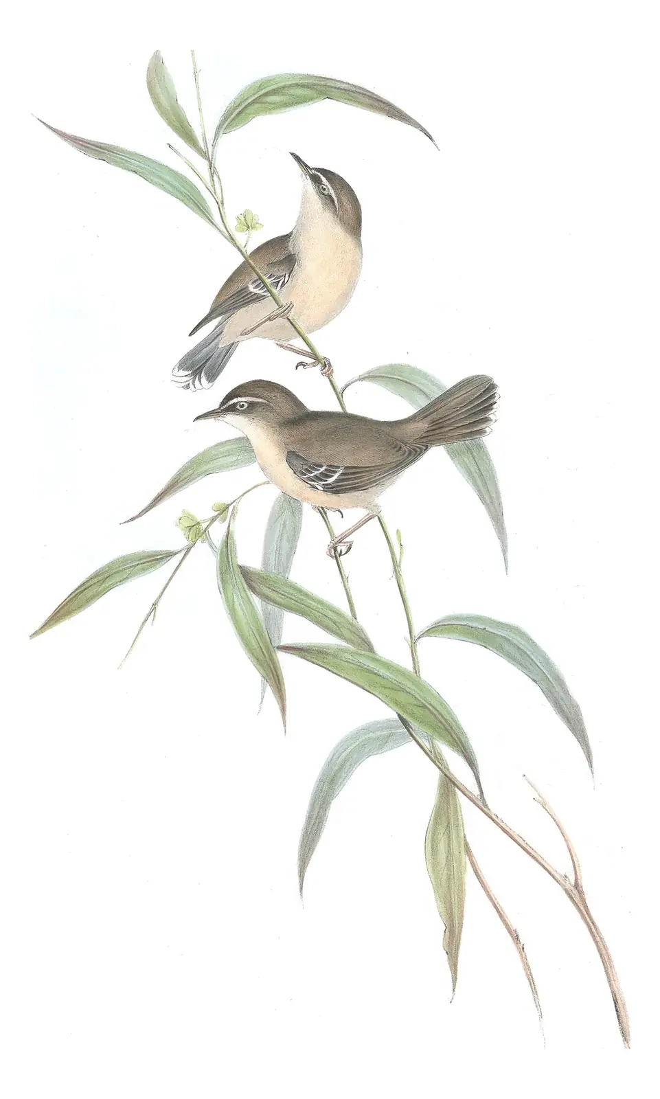 Volume III, plate 50 of Gould's The Birds of Australia: White-browed Scrubwren (Sericornis frontalis)