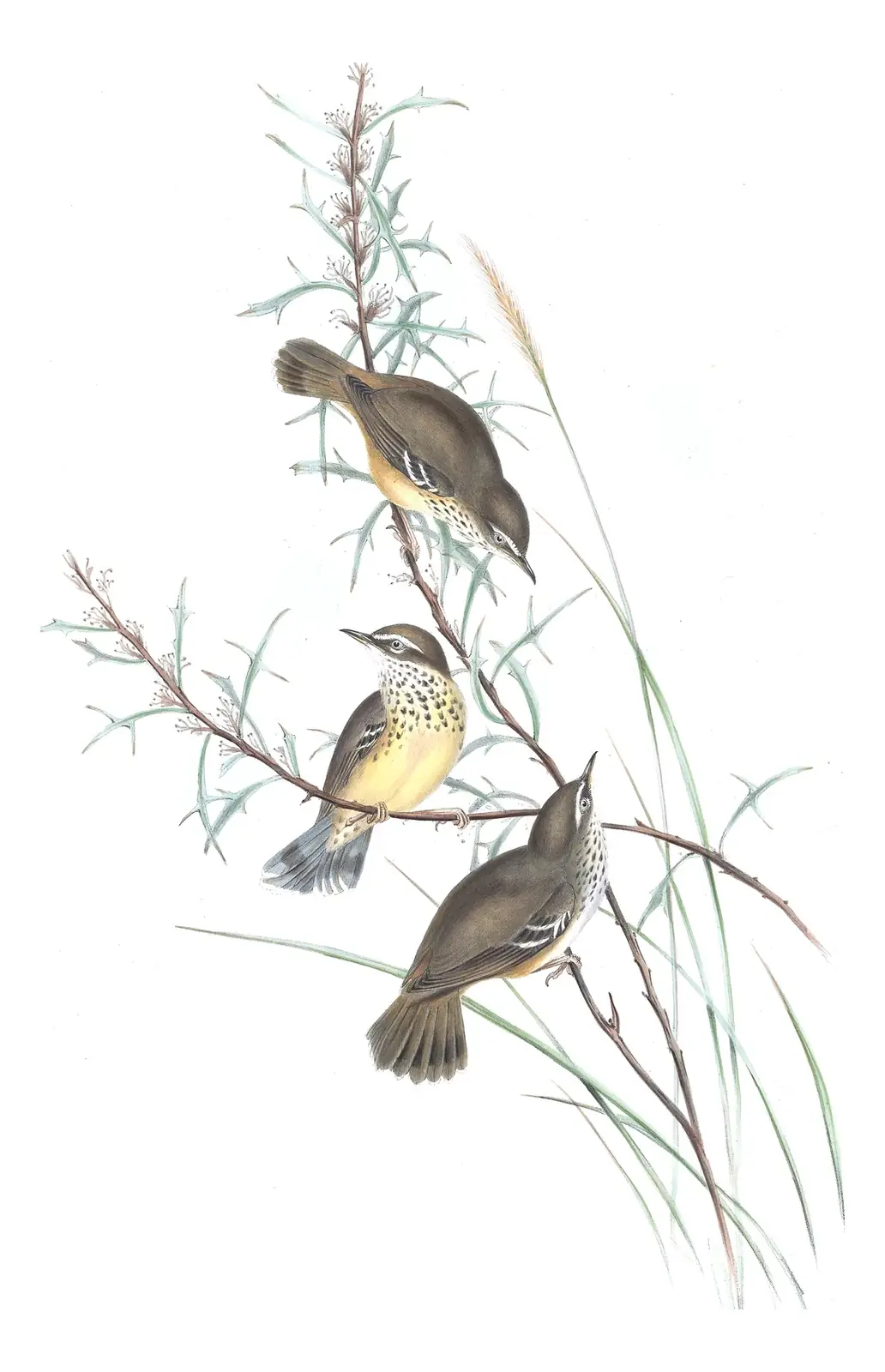 Volume III, plate 51 of Gould's The Birds of Australia: Spotted Scrubwren (Sericornis maculatus)