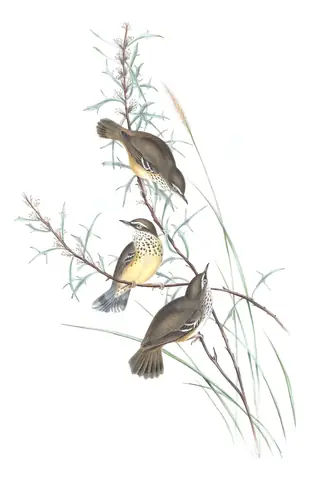 Volume III, plate 51 of Gould's The Birds of Australia: Spotted Scrubwren (Sericornis maculatus)