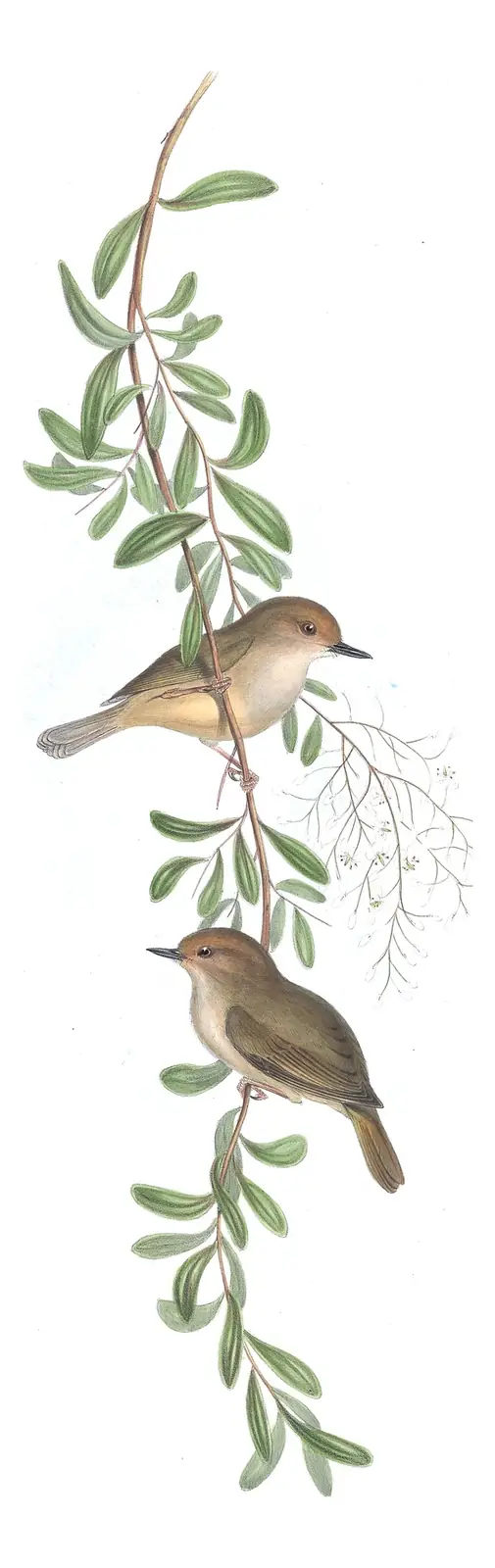 Volume III, plate 52 of Gould's The Birds of Australia: Large-billed Scrubwren (Sericornis magnirostra)