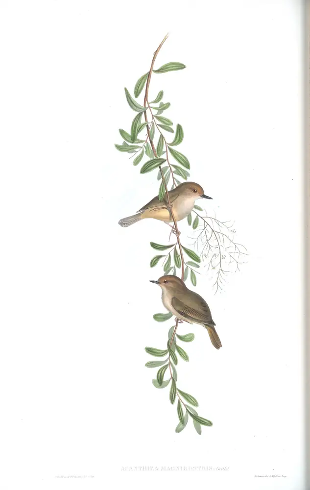 The whole sheet of volume III, plate 52, with its engraved caption