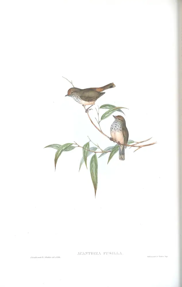 The whole sheet of volume III, plate 53, with its engraved caption