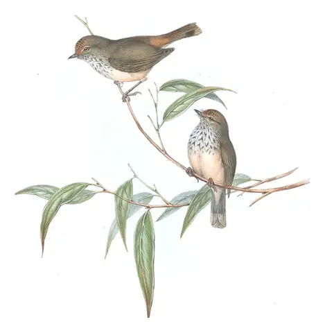 Volume III, plate 53 of Gould's The Birds of Australia: Brown Thornbill (Acanthiza pusilla)