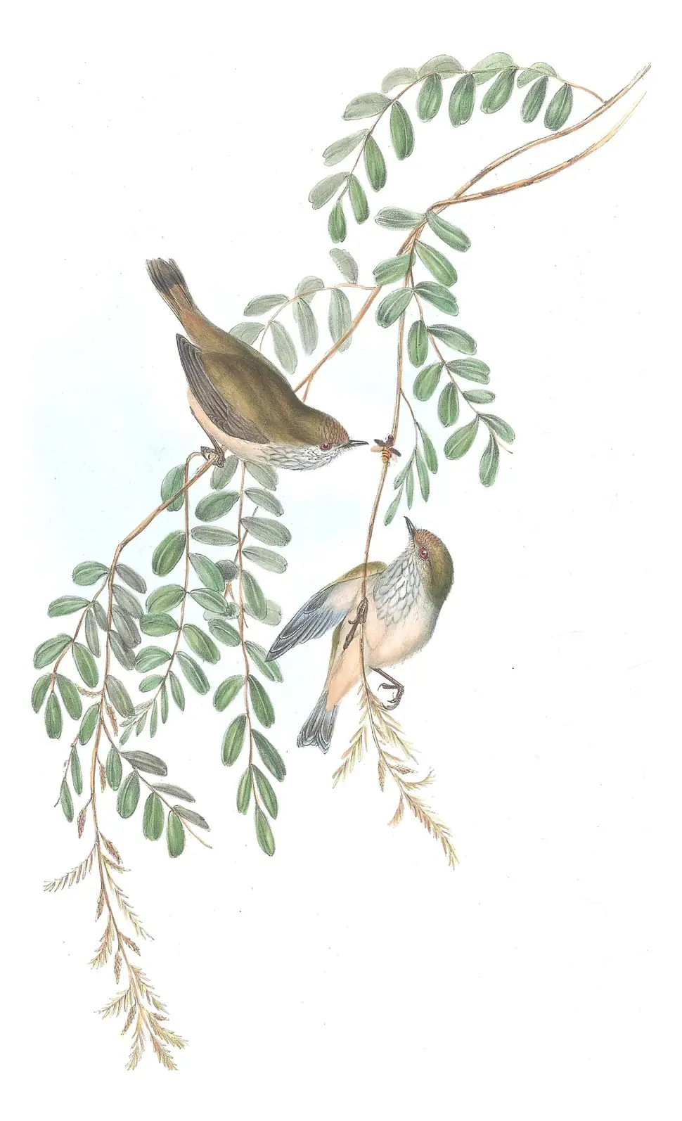 Volume III, plate 54 of Gould's The Birds of Australia: Brown Thornbill (Acanthiza pusilla)