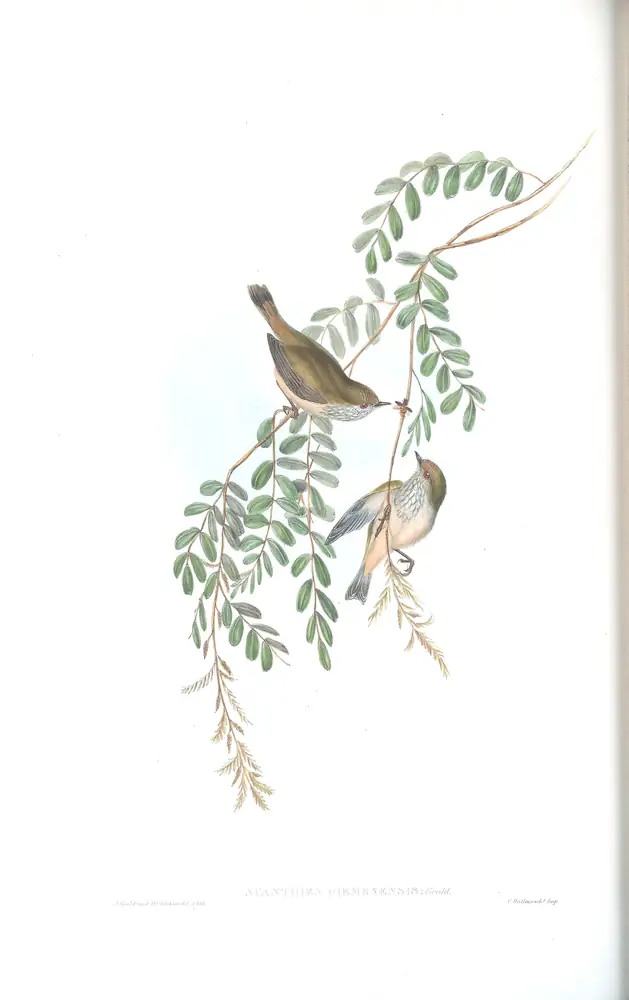 The whole sheet of volume III, plate 54, with its engraved caption