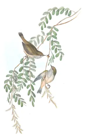 Volume III, plate 54 of Gould's The Birds of Australia: Brown Thornbill (Acanthiza pusilla)
