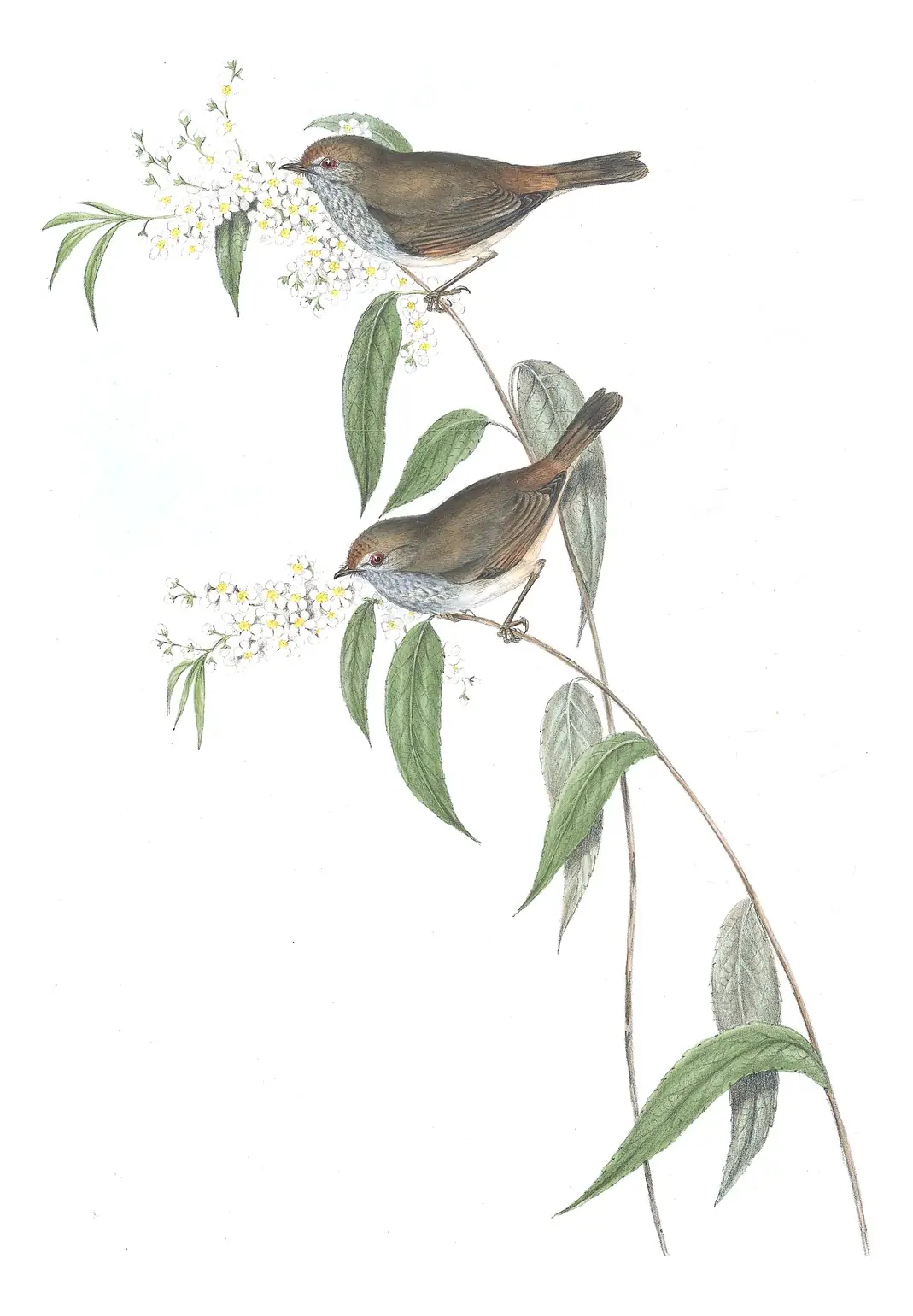 Volume III, plate 55 of Gould's The Birds of Australia: Tasmanian Thornbill (Acanthiza ewingii)