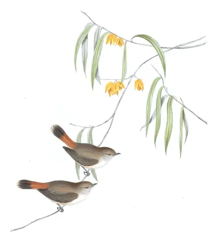 Volume III, plate 56 of Gould's The Birds of Australia: Chestnut-rumped Thornbill (Acanthiza uropygialis)