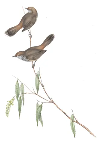 Volume III, plate 57 of Gould's The Birds of Australia: Inland Thornbill (Acanthiza apicalis)