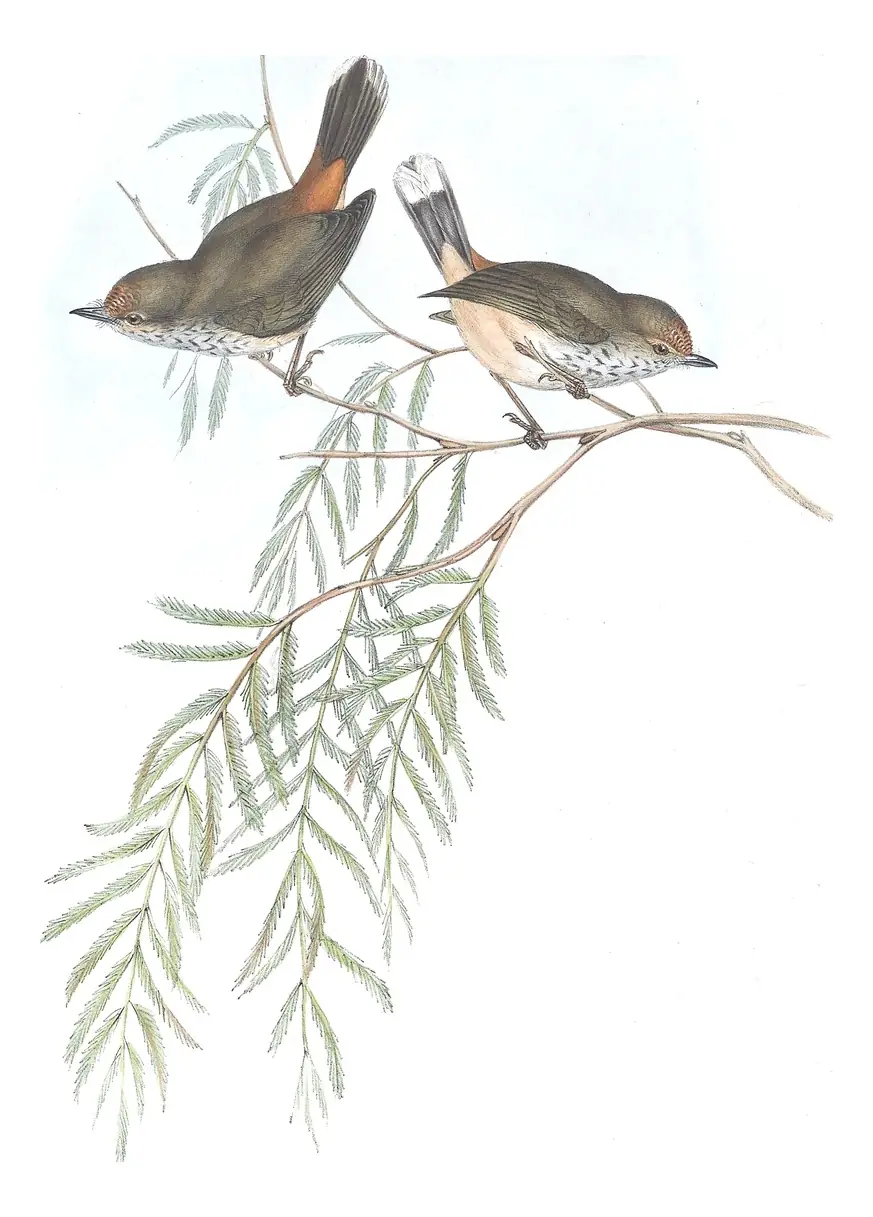 Volume III, plate 58 of Gould's The Birds of Australia: Inland Thornbill (Acanthiza apicalis)