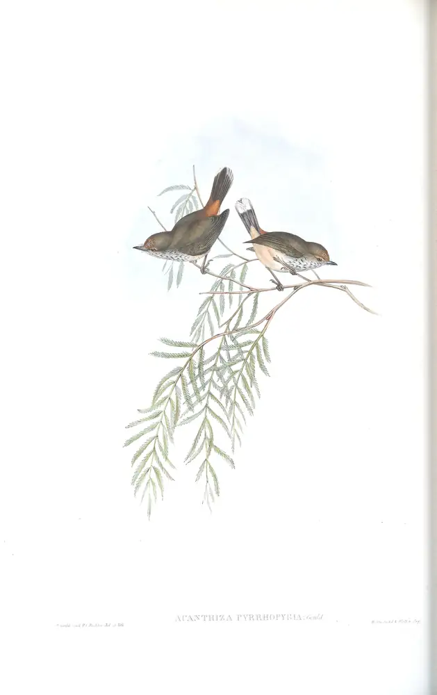 The whole sheet of volume III, plate 58, with its engraved caption