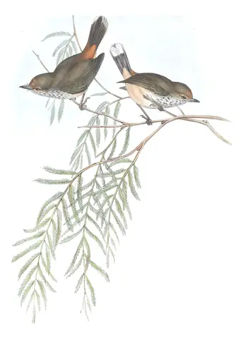 Volume III, plate 58 of Gould's The Birds of Australia: Inland Thornbill (Acanthiza apicalis)