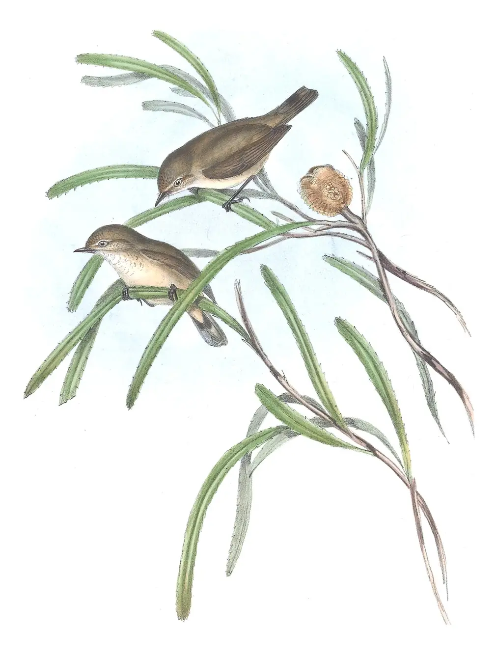Volume III, plate 59 of Gould's The Birds of Australia: Western Thornbill (Acanthiza inornata)