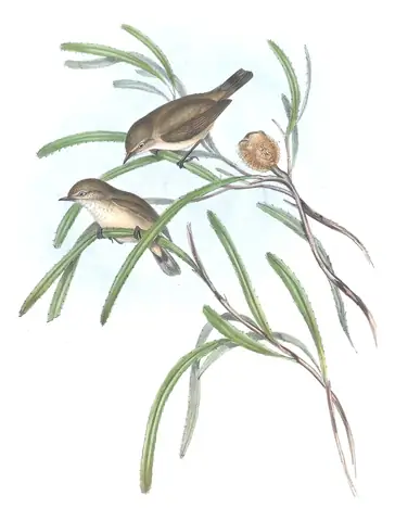 Volume III, plate 59 of Gould's The Birds of Australia: Western Thornbill (Acanthiza inornata)