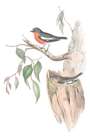 Volume III, plate 6 of Gould's The Birds of Australia: Flame Robin (Petroica phoenicea)