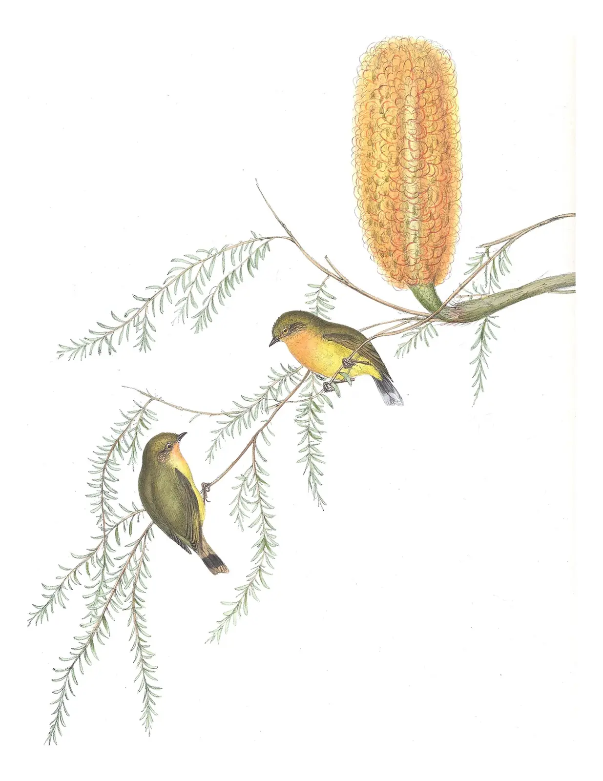 Volume III, plate 60 of Gould's The Birds of Australia: Yellow Thornbill (Acanthiza nana)