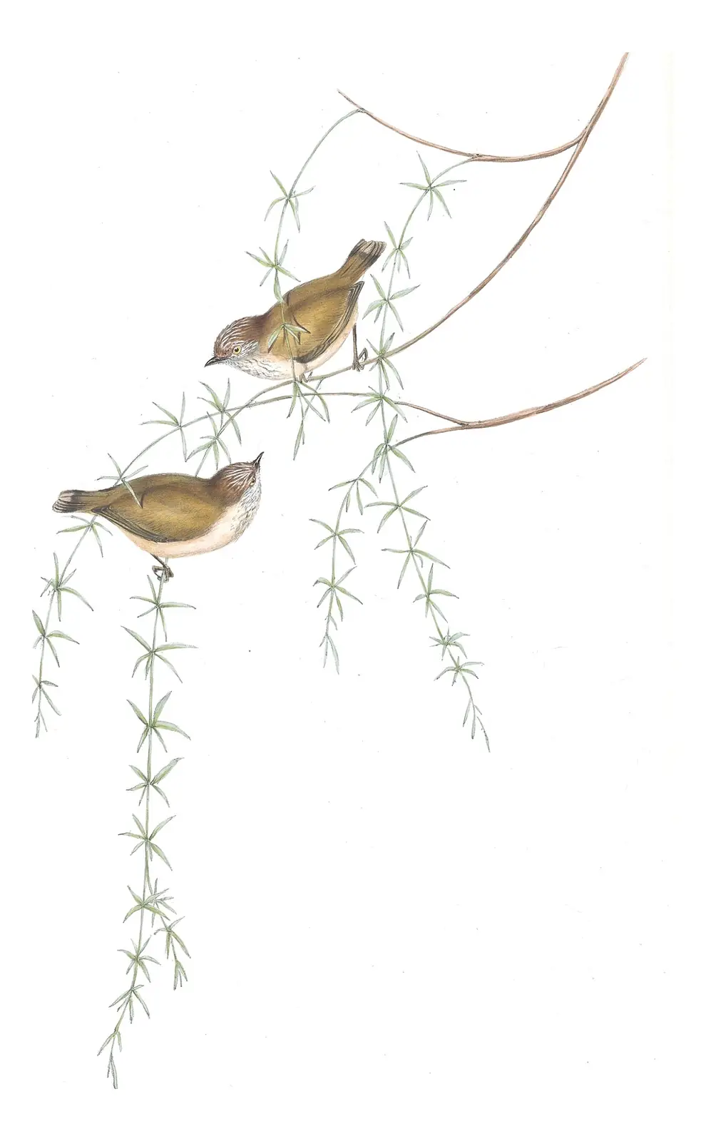 Volume III, plate 61 of Gould's The Birds of Australia: Striated Thornbill (Acanthiza lineata)