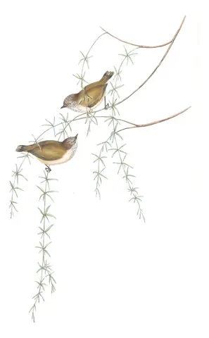 Volume III, plate 61 of Gould's The Birds of Australia: Striated Thornbill (Acanthiza lineata)