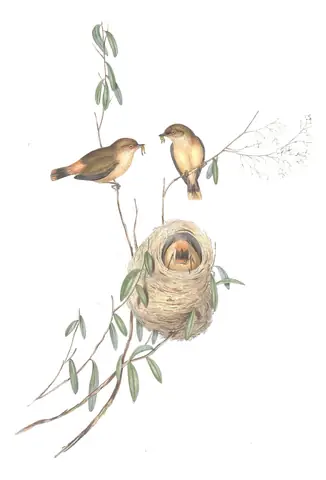 Volume III, plate 62 of Gould's The Birds of Australia: Buff-rumped Thornbill (Acanthiza reguloides)