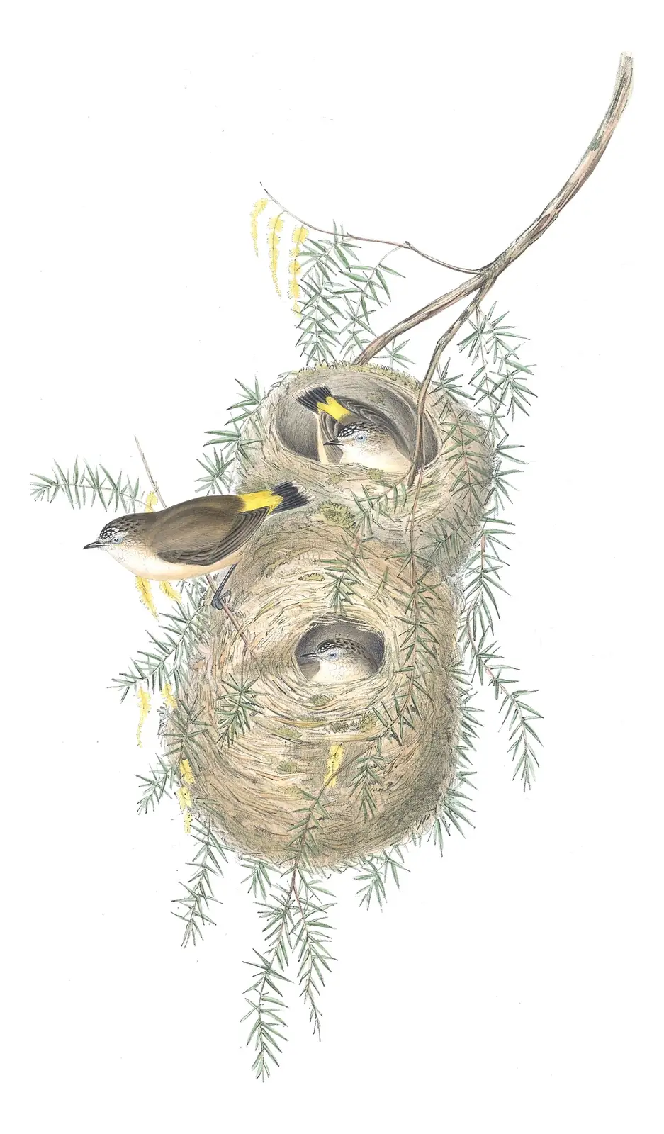 Volume III, plate 63 of Gould's The Birds of Australia: Yellow-rumped Thornbill (Acanthiza chrysorrhoa)