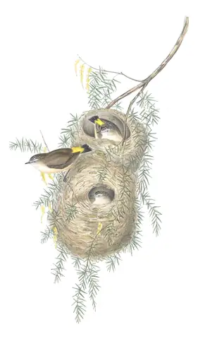 Volume III, plate 63 of Gould's The Birds of Australia: Yellow-rumped Thornbill (Acanthiza chrysorrhoa)