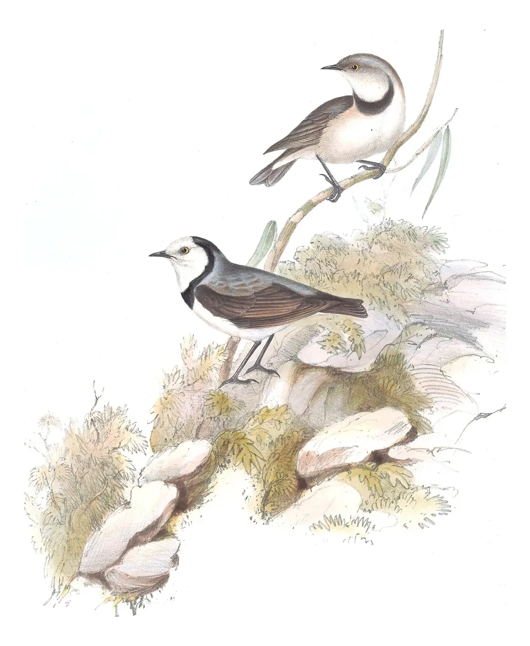 Volume III, plate 64 of Gould's The Birds of Australia: White-fronted Chat (Epthianura albifrons)