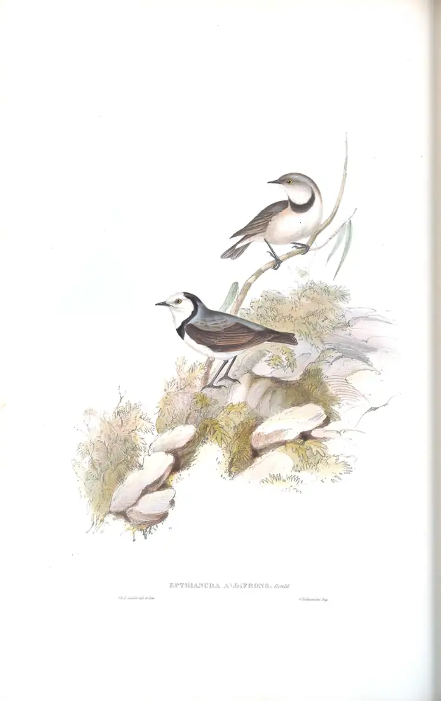 The whole sheet of volume III, plate 64, with its engraved caption