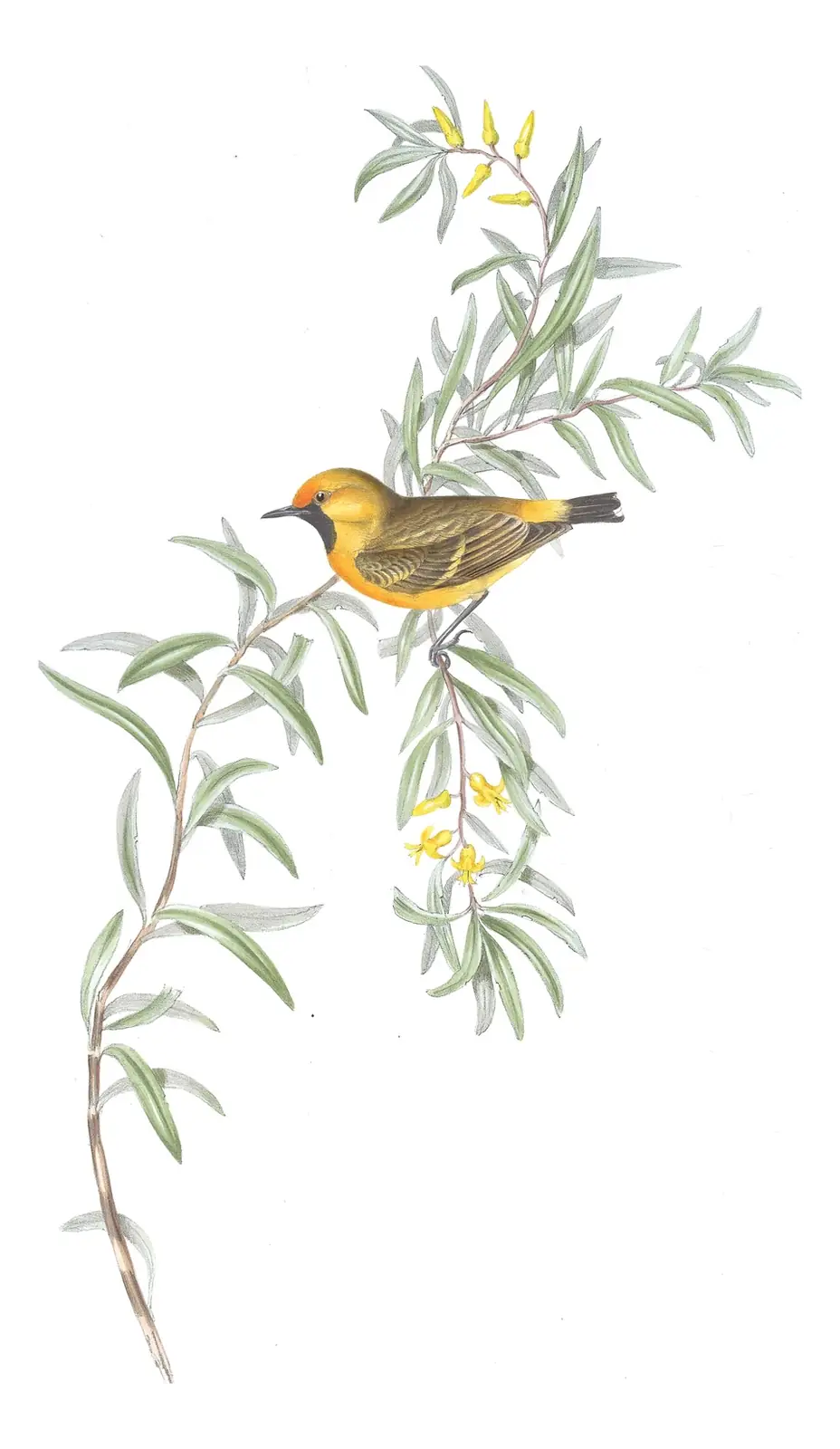 Volume III, plate 65 of Gould's The Birds of Australia: Orange Chat (Epthianura aurifrons)