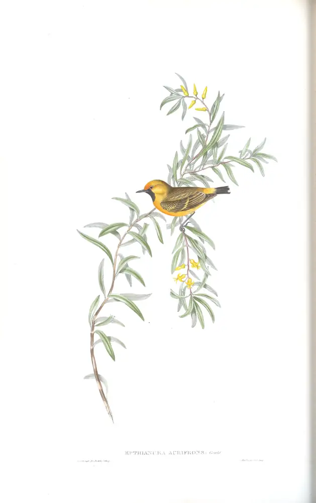 The whole sheet of volume III, plate 65, with its engraved caption
